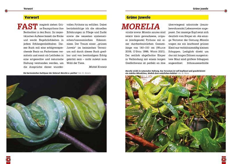 Bild: 9783866595149 | Grüne Baumpythons | Moreilia viridis - Moreilia azurea | Kroneis