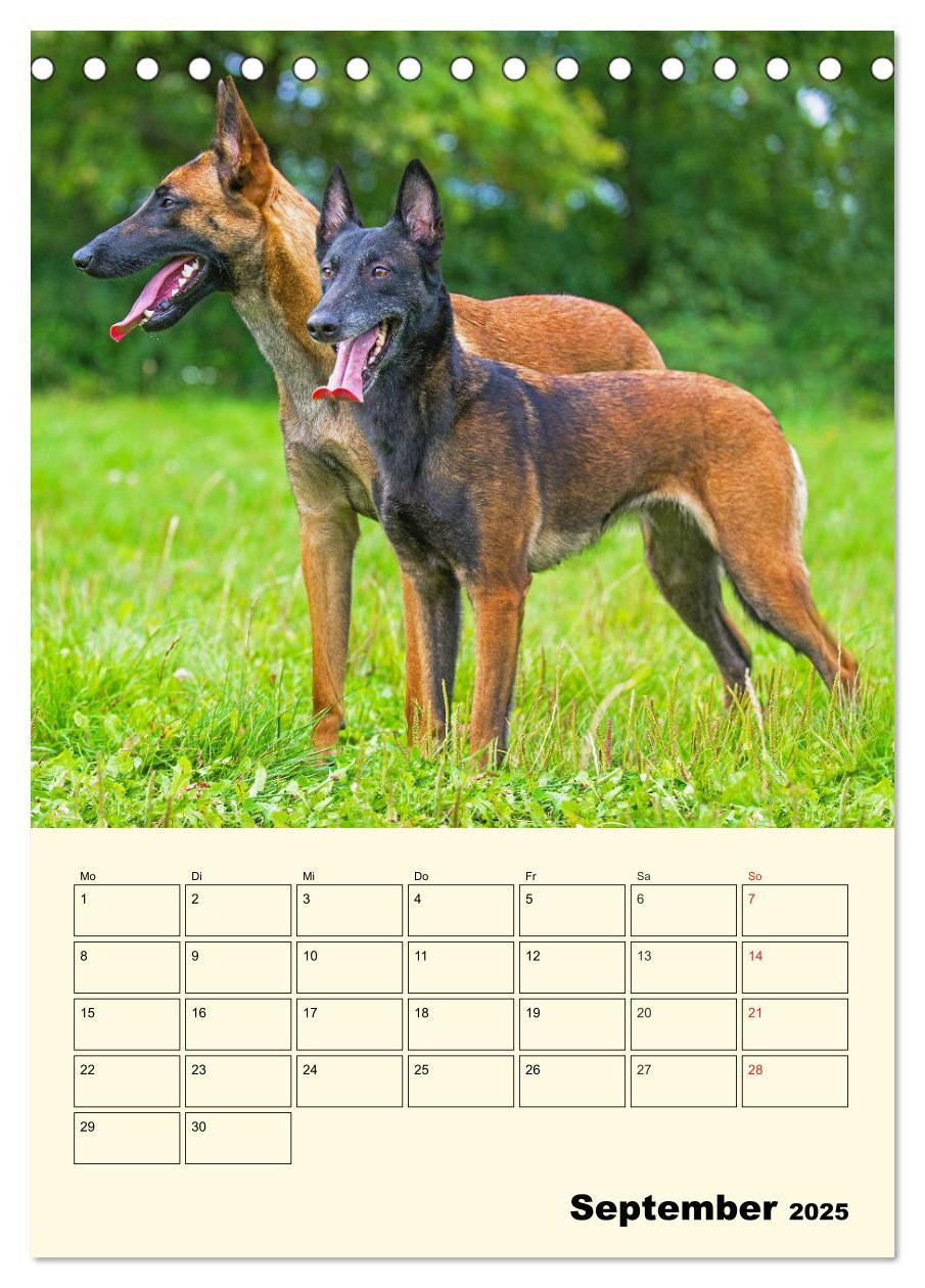 Bild: 9783435944293 | Familienplaner Tausendsassa Malinois (Tischkalender 2025 DIN A5...