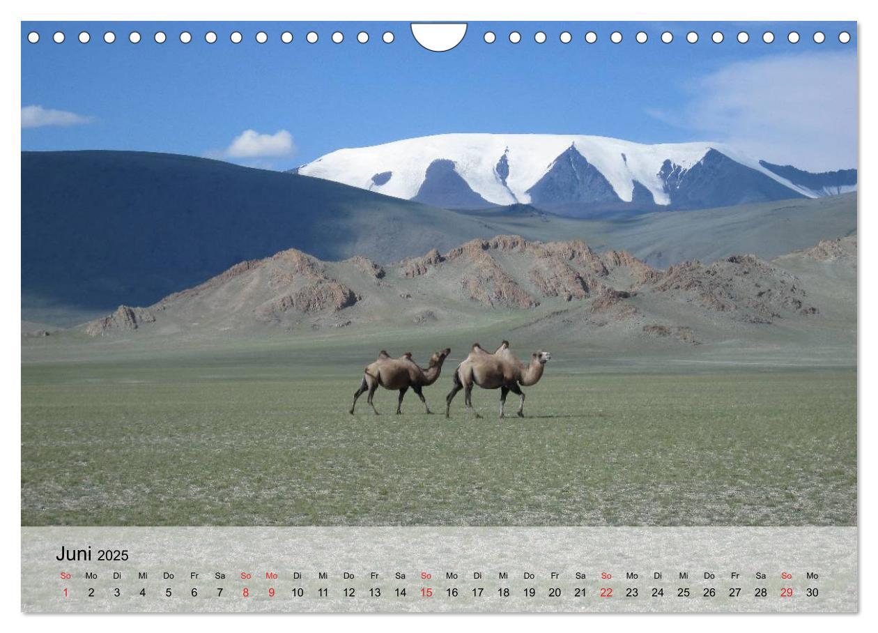 Bild: 9783435601035 | Kamele in der Wüstensonne (Wandkalender 2025 DIN A4 quer), CALVENDO...