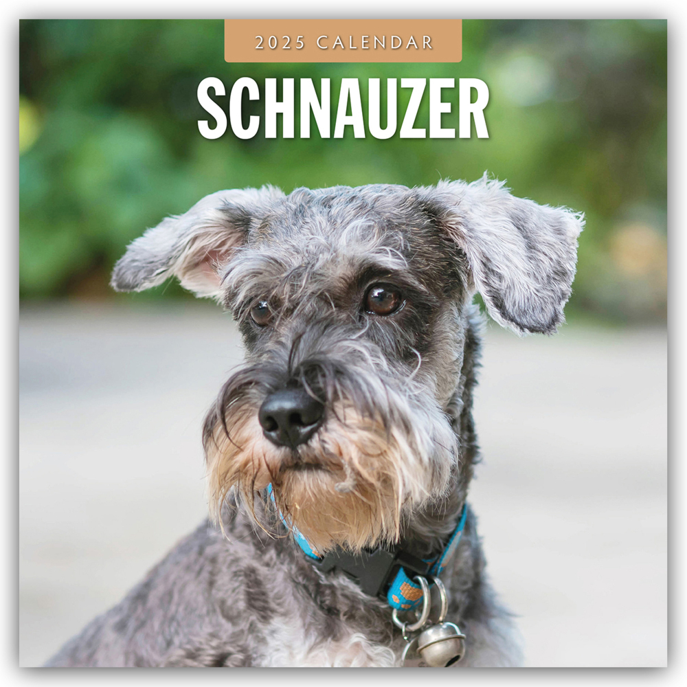 Cover: 9781804425060 | Schnauzer 2025 - 16-Monatskalender | Red Robin Publishing Ltd | 14 S.