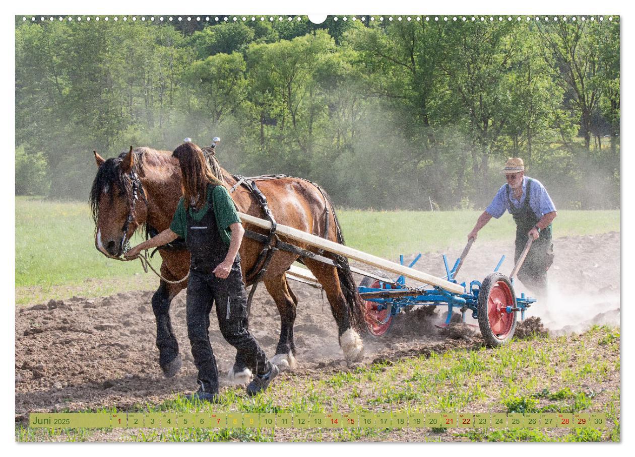 Bild: 9783435095766 | Zugpferde bei der Feldarbeit (Wandkalender 2025 DIN A2 quer),...