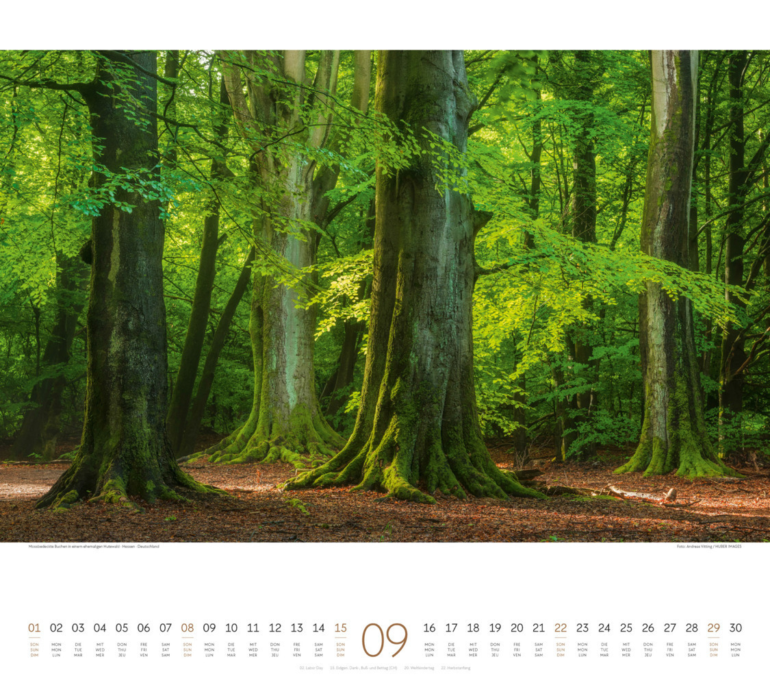 Bild: 9783838424224 | Wald Kalender 2024 | Ackermann Kunstverlag | Kalender | Spiralbindung