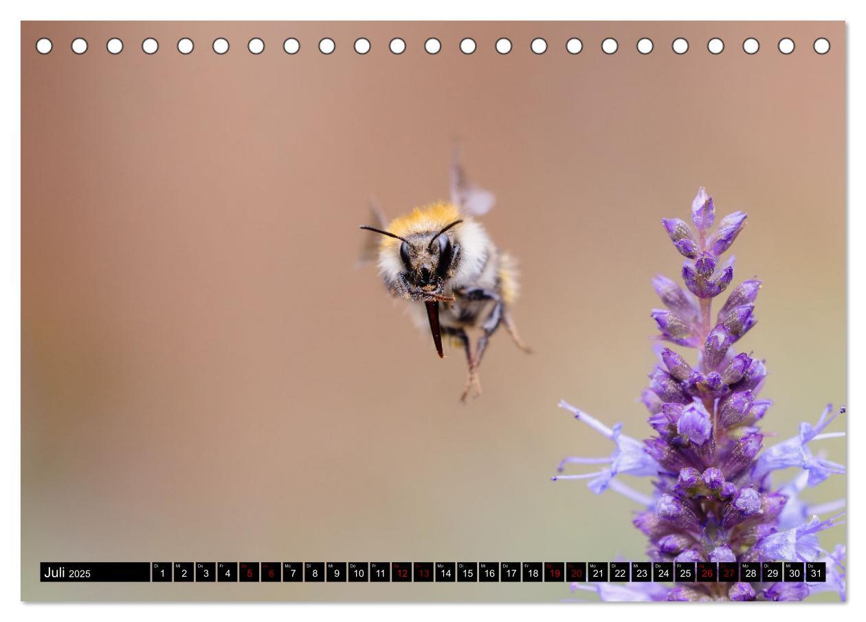 Bild: 9783383847516 | Hummeln - Flugaufnahmen eines faszinierenden Insekts (Tischkalender...