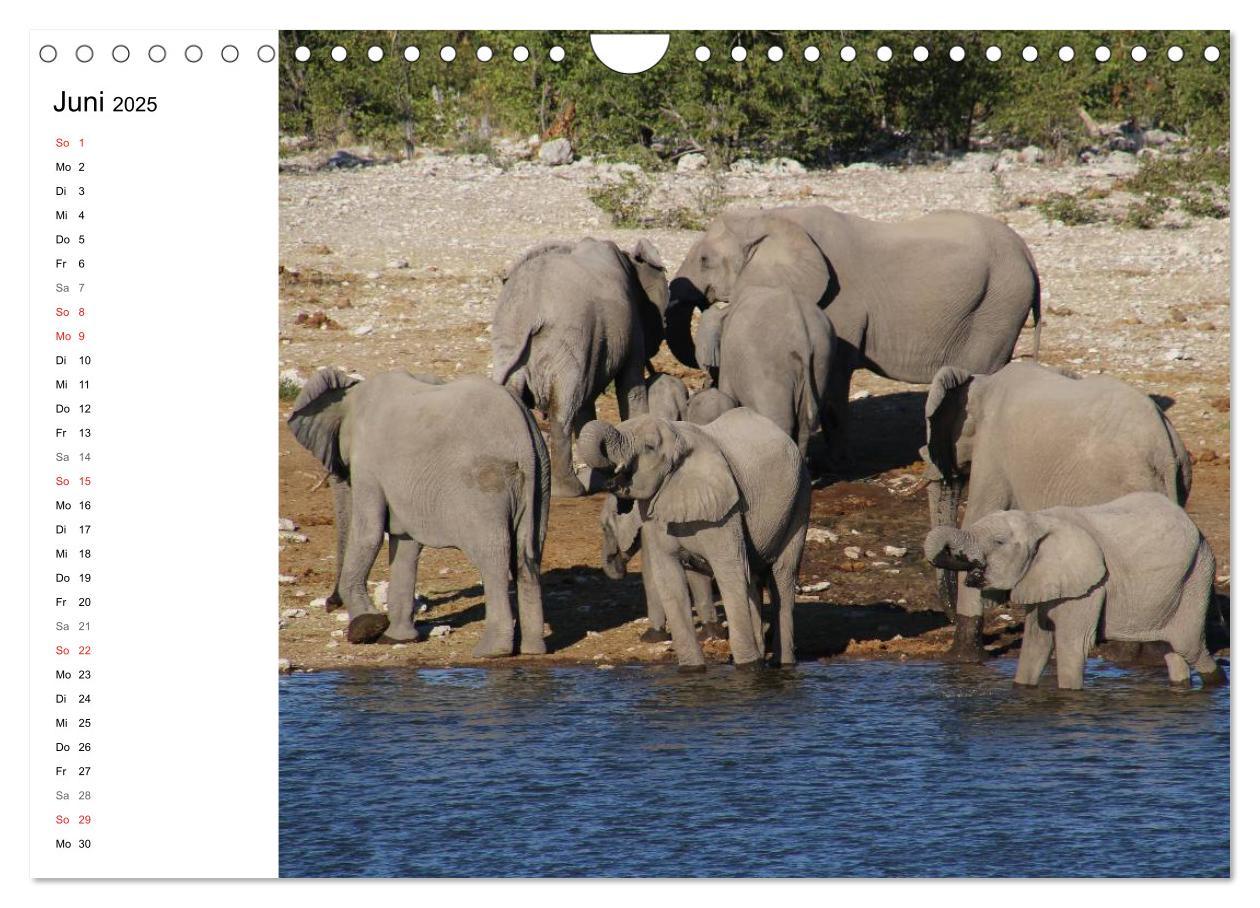 Bild: 9783435552818 | Namibia - Tierische Vielfalt (Planer) (Wandkalender 2025 DIN A4...