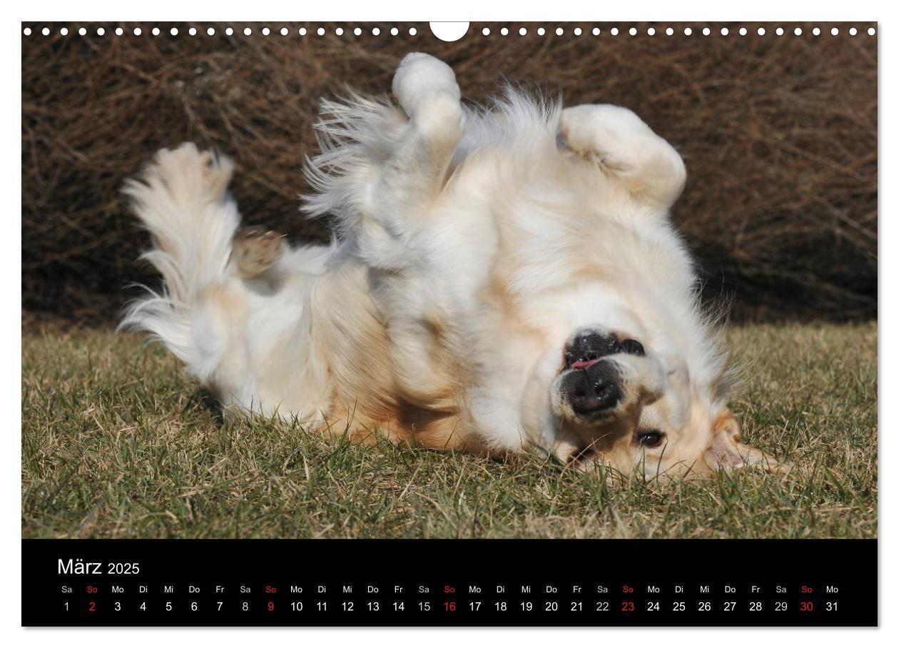 Bild: 9783435802050 | Golden Retriever - Ein Herz auf 4 Pfoten (Wandkalender 2025 DIN A3...