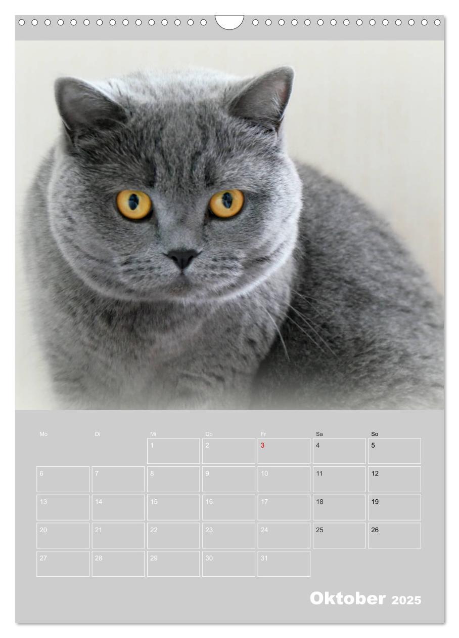 Bild: 9783435992072 | Graue Engel - Britischkurzhaar-Katzen (Wandkalender 2025 DIN A3...