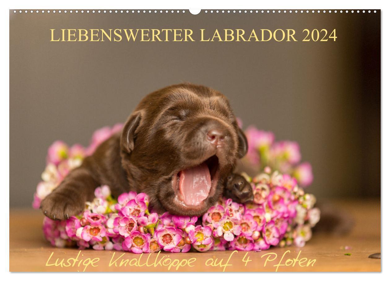 Cover: 9783383315381 | Liebenswerter Labrador 2024 (Wandkalender 2024 DIN A2 quer),...