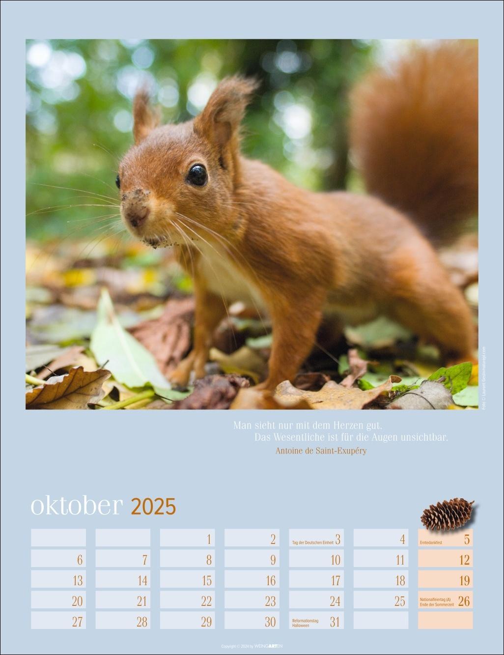 Bild: 9783839900758 | Eichhörnchen Kalender 2025 | Kalender | Spiralbindung | 14 S. | 2025