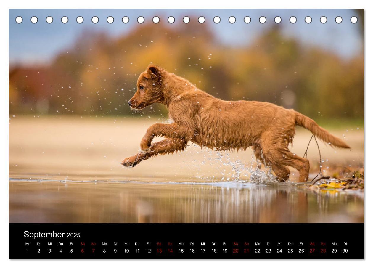 Bild: 9783435383771 | Toller - Nova Scotia Duck Tolling Retriever (Tischkalender 2025 DIN...