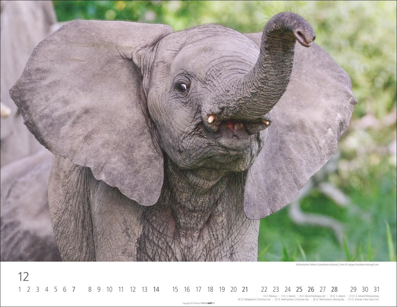 Bild: 9783839901533 | Elefantenbabys Kalender 2025 | Kalender | Tierkalender Weingarten