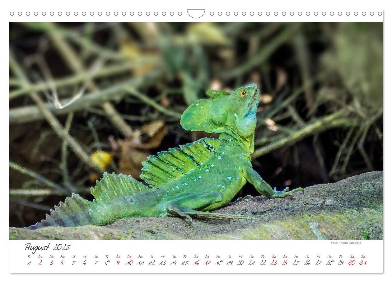 Bild: 9783435372492 | Natur pur, Costa Rica (Wandkalender 2025 DIN A3 quer), CALVENDO...