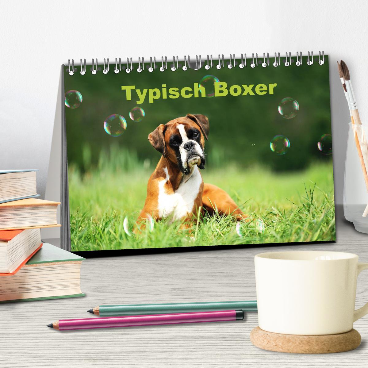 Bild: 9783435337774 | Typisch Boxer (Tischkalender 2025 DIN A5 quer), CALVENDO...