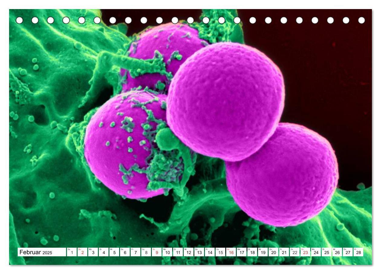 Bild: 9783435482832 | Mikrobiologie. Mikroorganismen, Genetik und Zellen (Tischkalender...