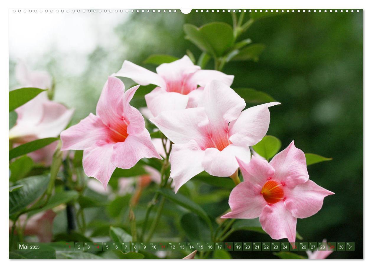 Bild: 9783435168910 | Beschwingte Blumenwelt (hochwertiger Premium Wandkalender 2025 DIN...