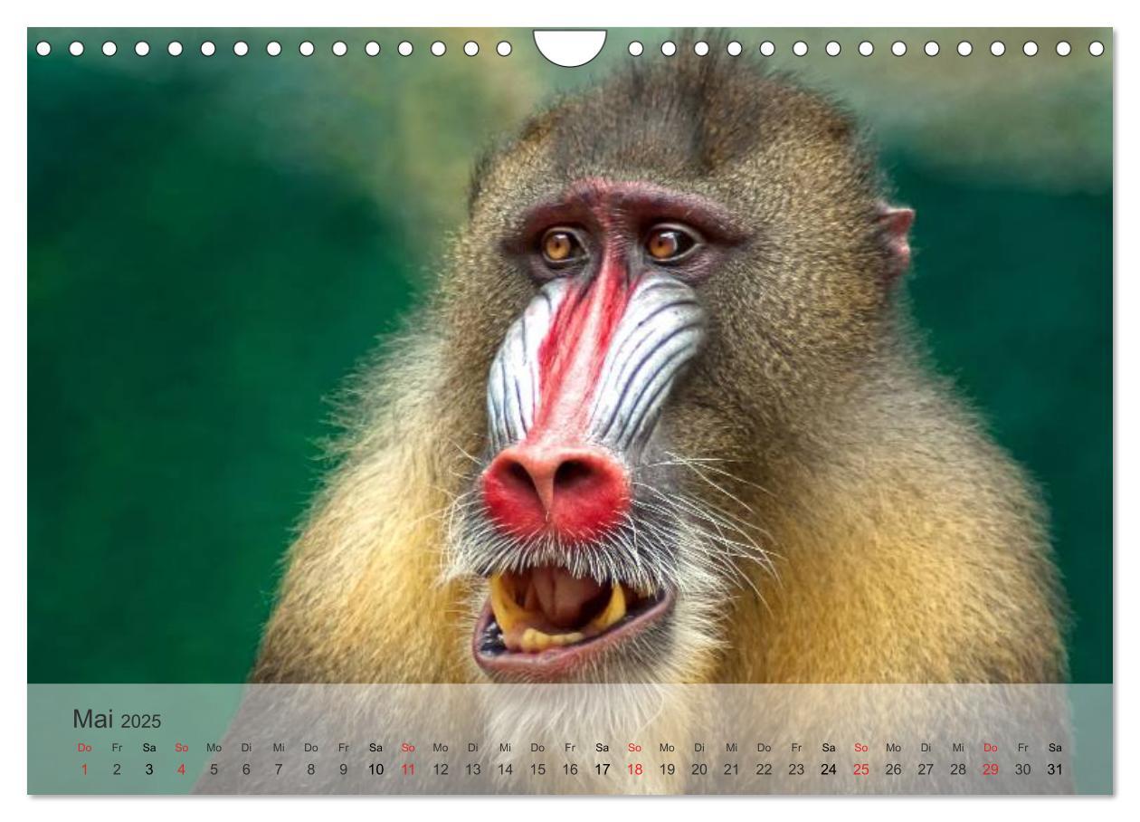 Bild: 9783435606573 | Afrikas schöne Tierwelt (Wandkalender 2025 DIN A4 quer), CALVENDO...