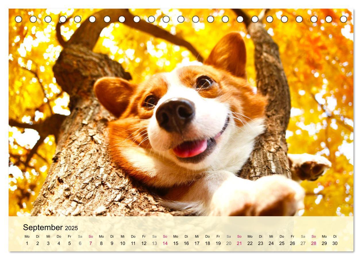 Bild: 9783435019502 | Welsh Corgi. Zauberhafter Dickkopf auf kurzen Beinen (Tischkalender...