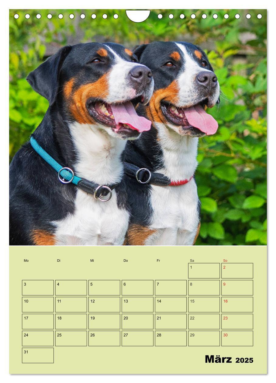 Bild: 9783435960323 | Familienplaner Großer Schweizer Sennenhund (Wandkalender 2025 DIN...