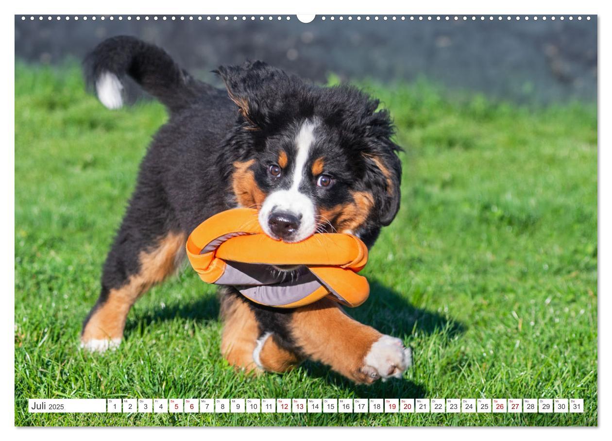 Bild: 9783383848292 | Berner Sennenhund - Ein Freund auf vier Pfoten (Wandkalender 2025...