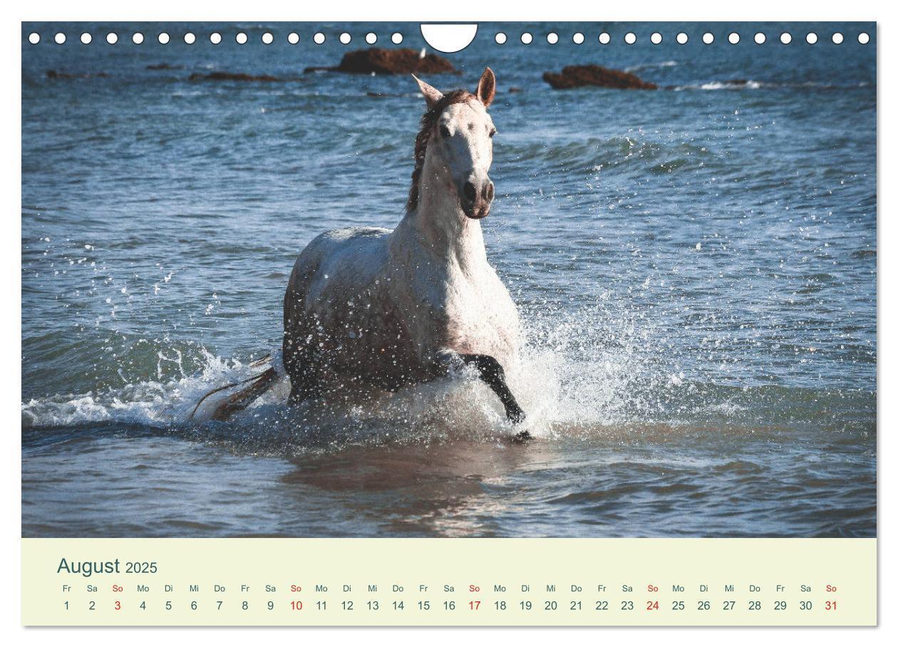 Bild: 9783435216062 | PFERDE &amp; MEER (Wandkalender 2025 DIN A4 quer), CALVENDO Monatskalender