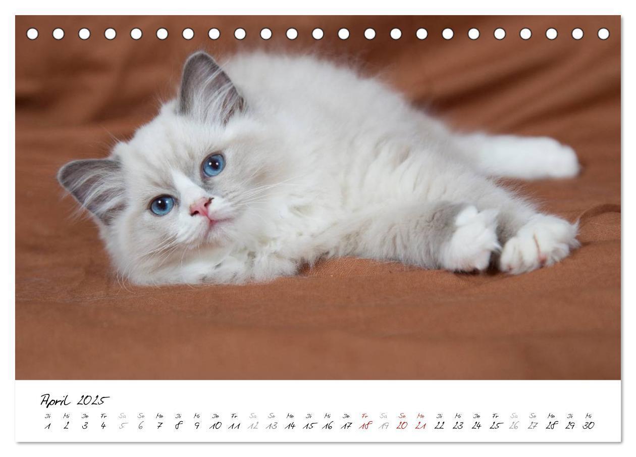 Bild: 9783435755318 | Ragdoll Kitten (Tischkalender 2025 DIN A5 quer), CALVENDO...