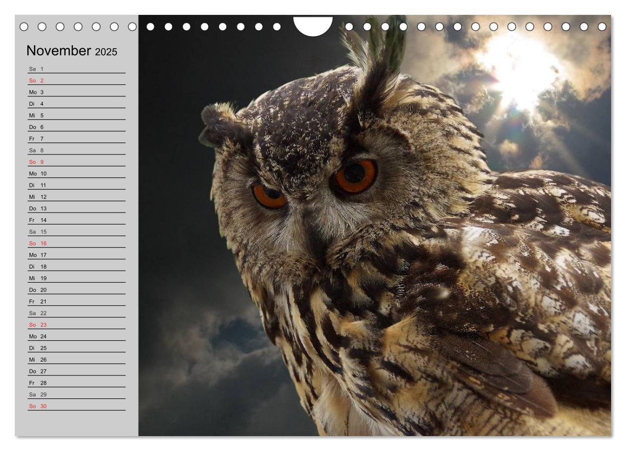 Bild: 9783435685424 | Eulen. Wächter der Nacht (Wandkalender 2025 DIN A4 quer), CALVENDO...