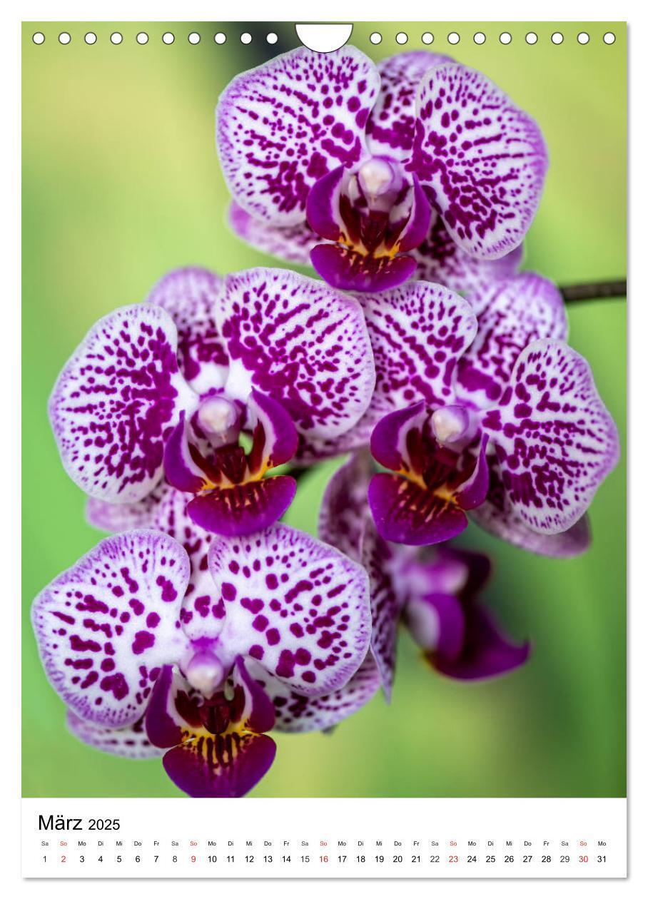 Bild: 9783435961290 | Orchideen (Wandkalender 2025 DIN A4 hoch), CALVENDO Monatskalender