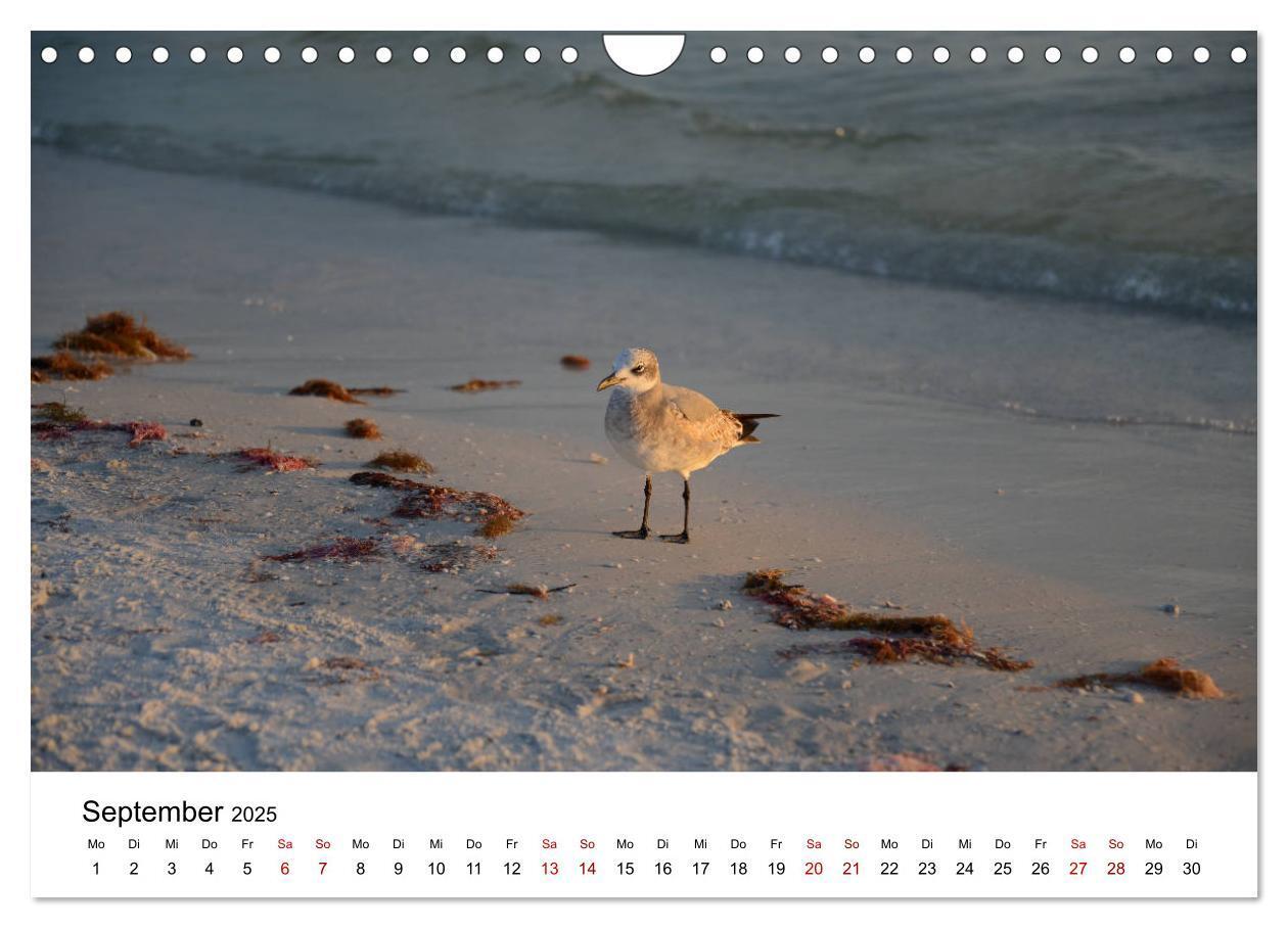 Bild: 9783435376001 | Möwen am Meer (Wandkalender 2025 DIN A4 quer), CALVENDO Monatskalender