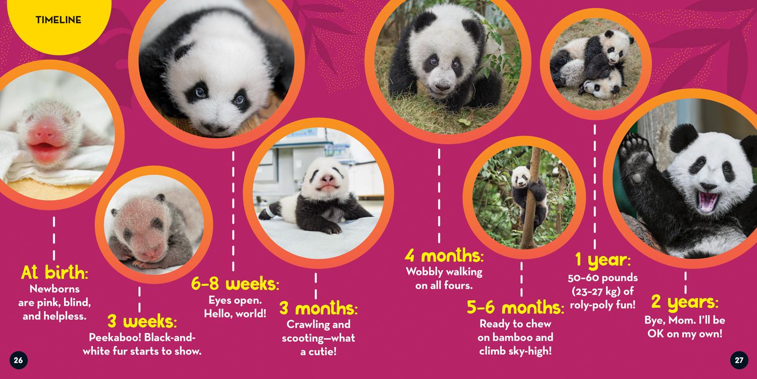 Bild: 9781426371608 | Go Wild! Pandas | Margie Markarian (u. a.) | Taschenbuch | Englisch