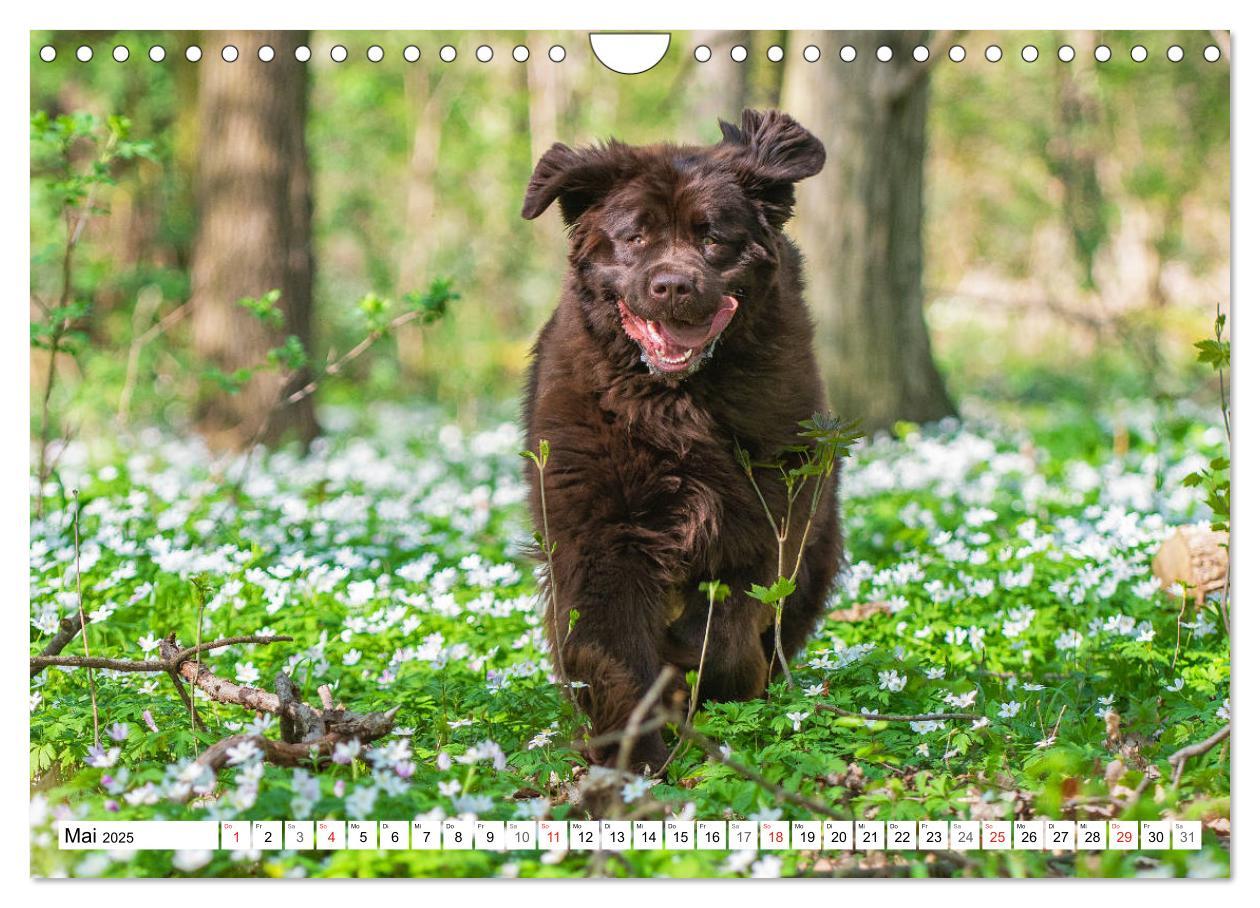 Bild: 9783435311286 | Neufundländer - Ein bärenstarker Freund (Wandkalender 2025 DIN A4...