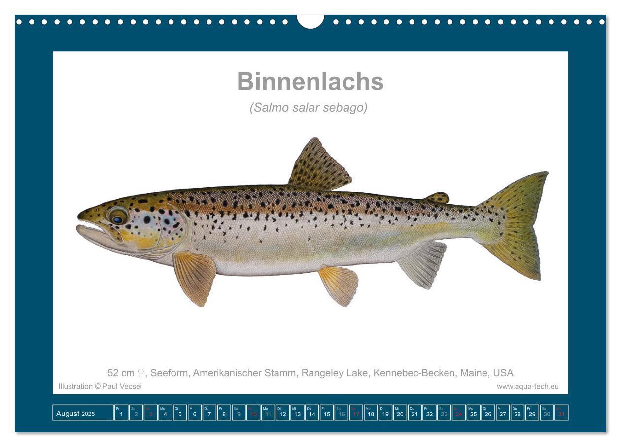 Bild: 9783383772634 | Fisch als Kunst 2025: Atlantische Lachse (Wandkalender 2025 DIN A3...