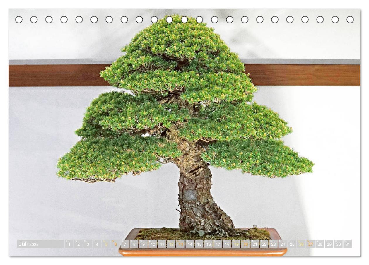 Bild: 9783457198148 | Gartenkunst aus Japan: Bonsai (Tischkalender 2025 DIN A5 quer),...