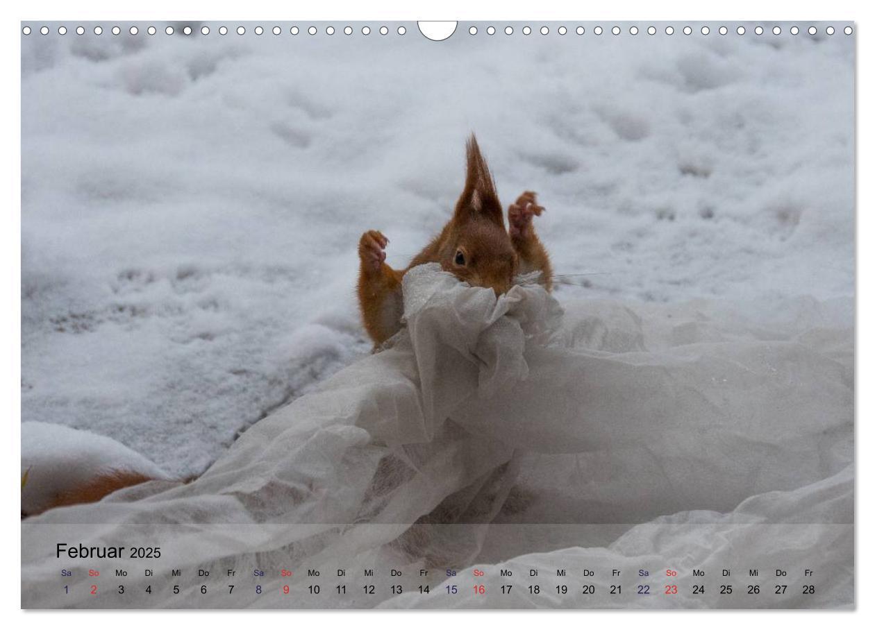 Bild: 9783435586936 | Spaß mit Eichhörnchen! (Wandkalender 2025 DIN A3 quer), CALVENDO...