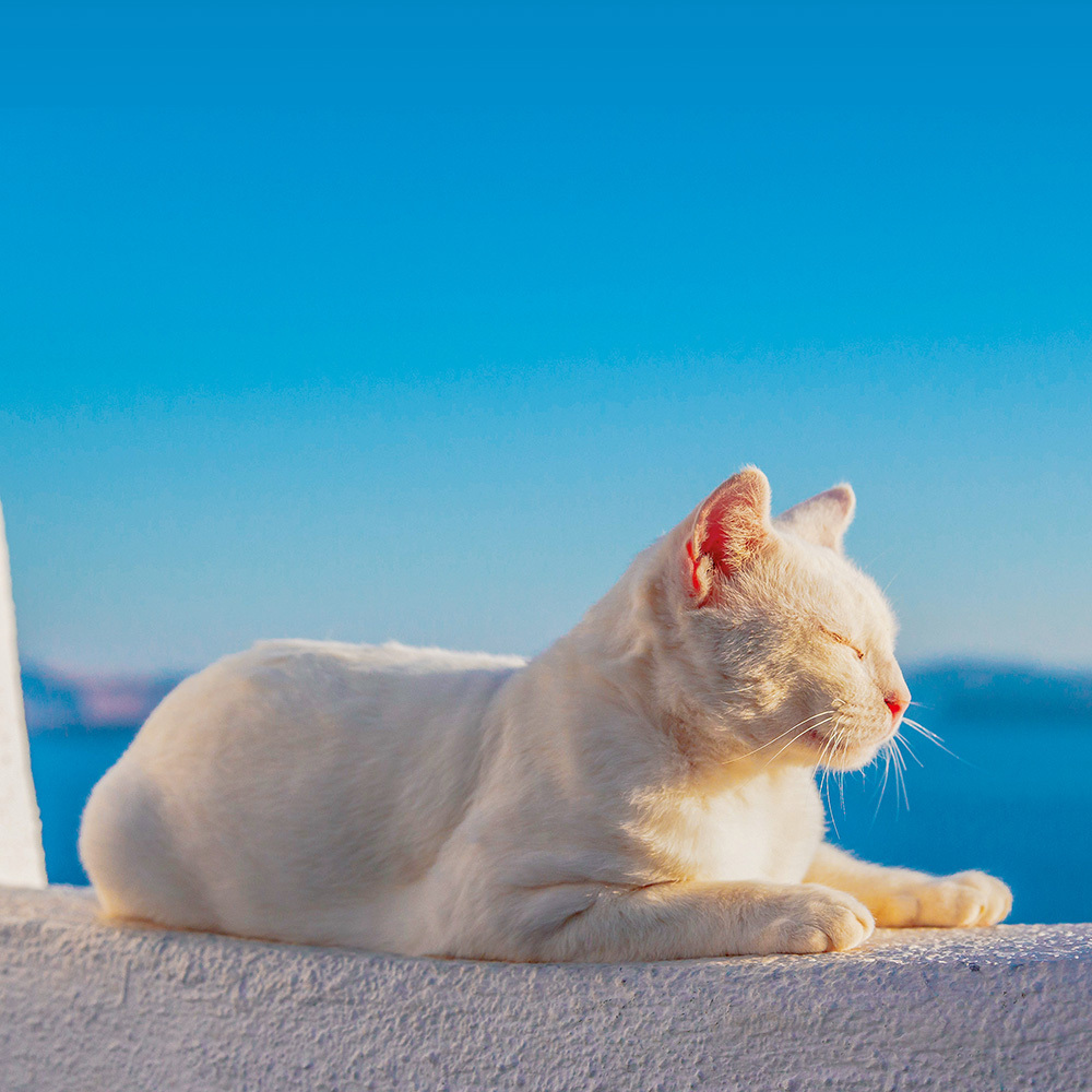 Bild: 9783959292542 | Greek Island Cats 2024 | Kalender 2024 | Kalender | Drahtheftung