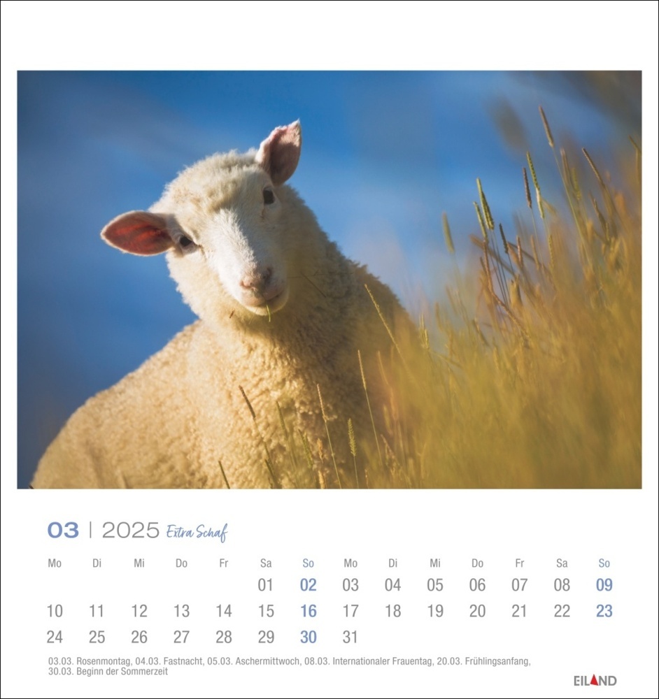 Bild: 9783964023254 | Extra Schaf Postkartenkalender 2025 | Kalender | Spiralbindung | 13 S.