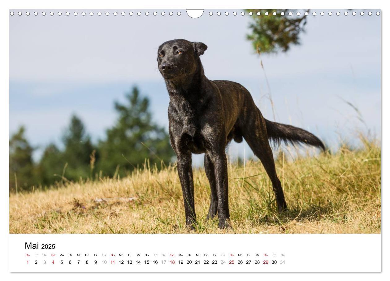 Bild: 9783435588275 | ausdrucksvolle Holländische Schäferhunde (Wandkalender 2025 DIN A3...