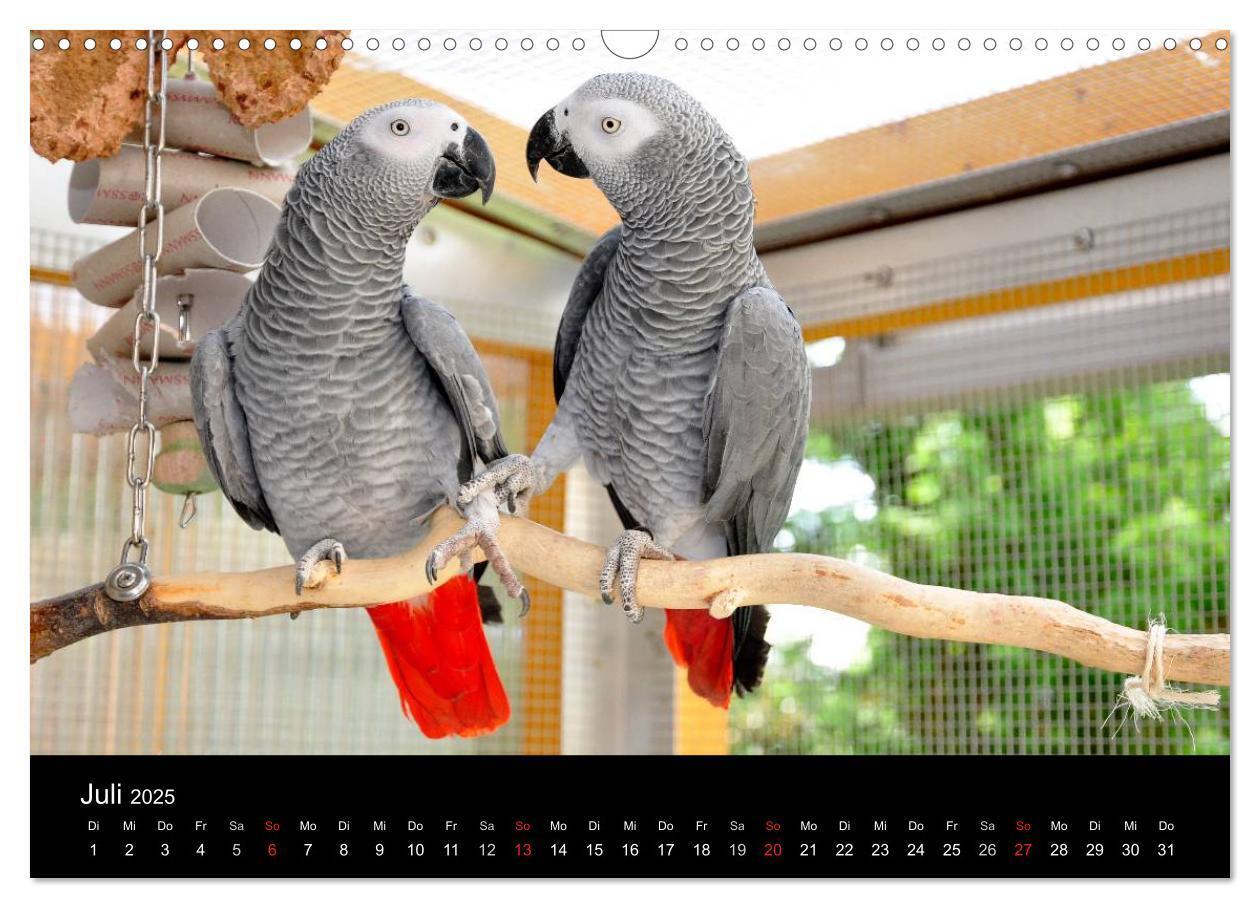 Bild: 9783435626168 | Graupapageien zum Verlieben (Wandkalender 2025 DIN A3 quer),...