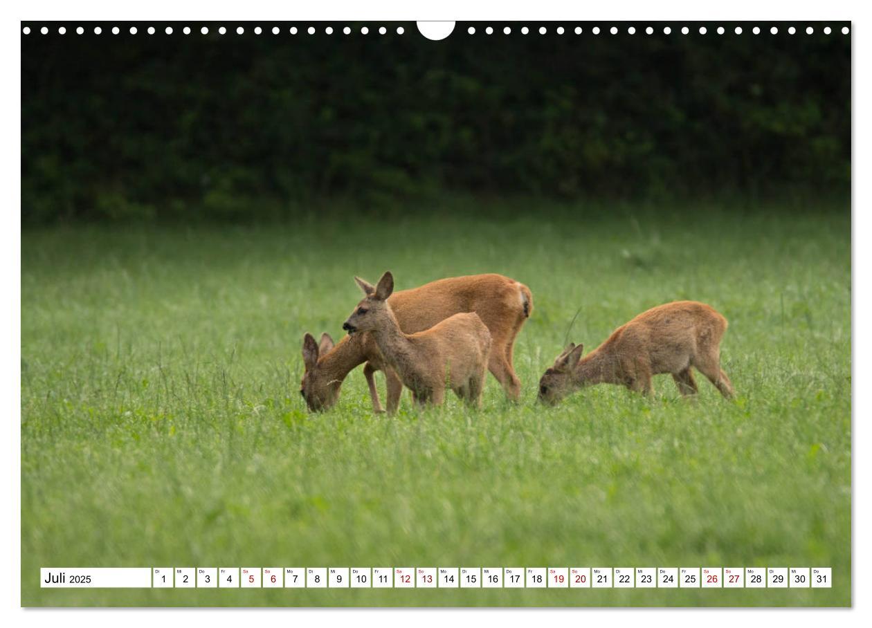 Bild: 9783435342730 | Anmut mit sanften Augen - Rehwild in der freien Natur (Wandkalender...