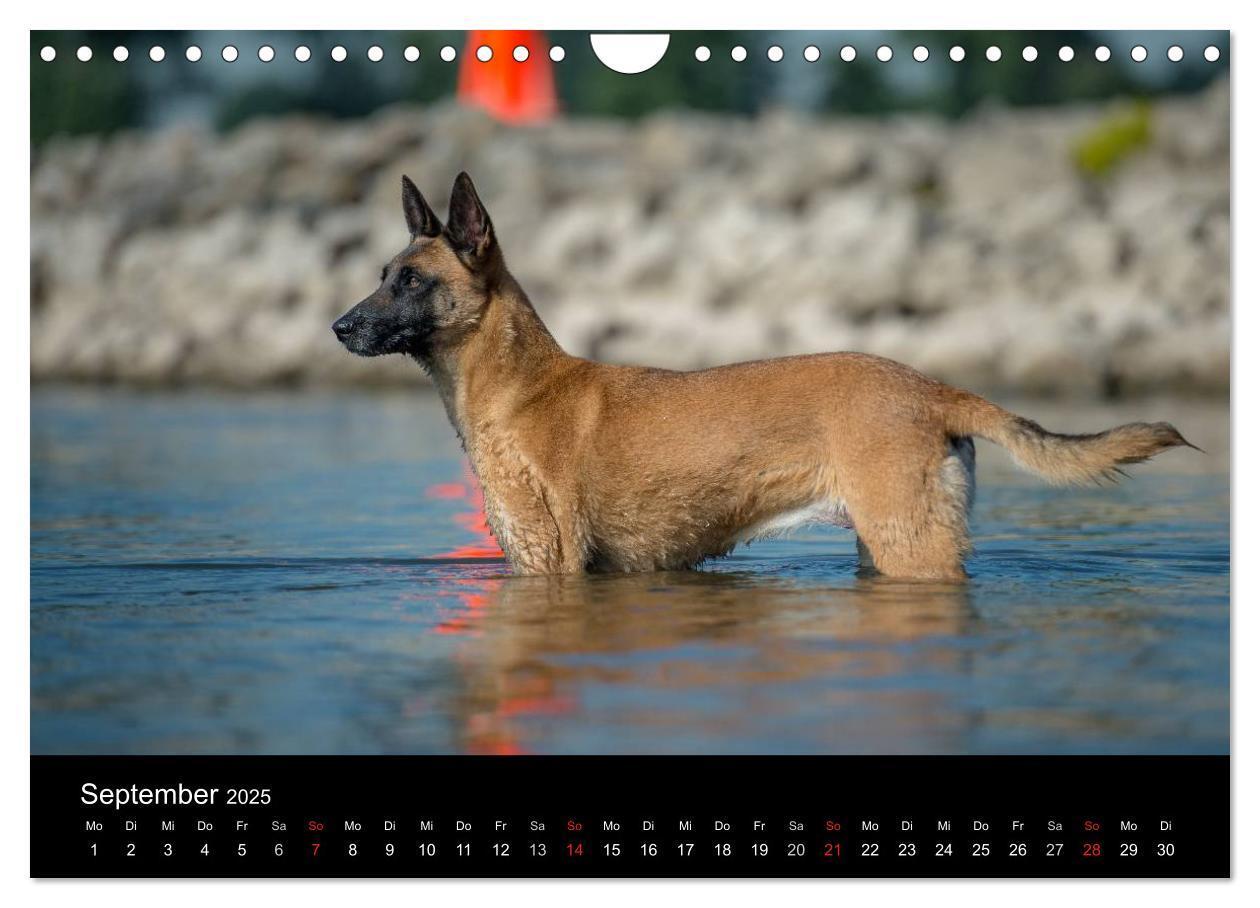 Bild: 9783435631919 | Belgischer Schäferhund - Der Malinois in Action (Wandkalender 2025...