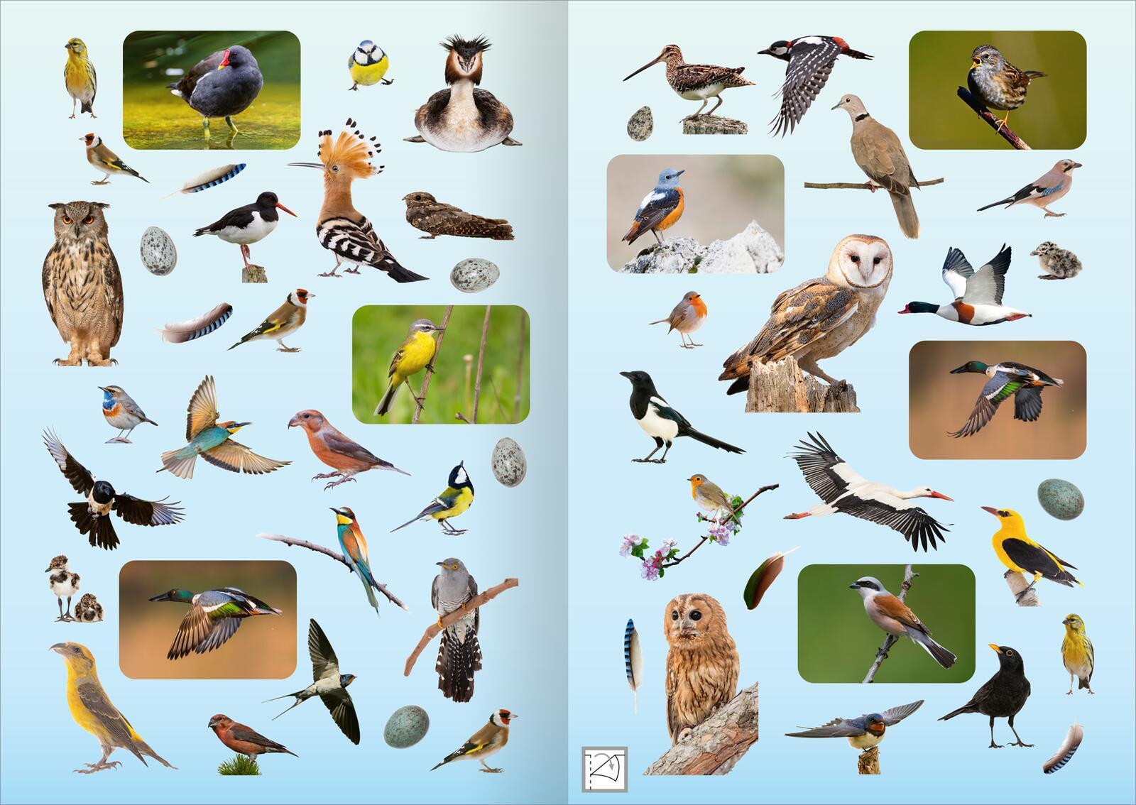 Bild: 4014489135142 | Naturforscher-Kids - Fotosticker Vögel | Über 200 Sticker | 16 S.