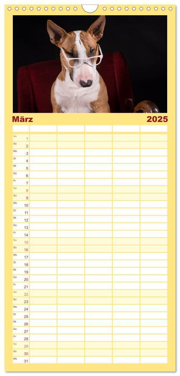 Bild: 9783457123768 | Familienplaner 2025 - Bullterrier mit 5 Spalten (Wandkalender, 21 x...