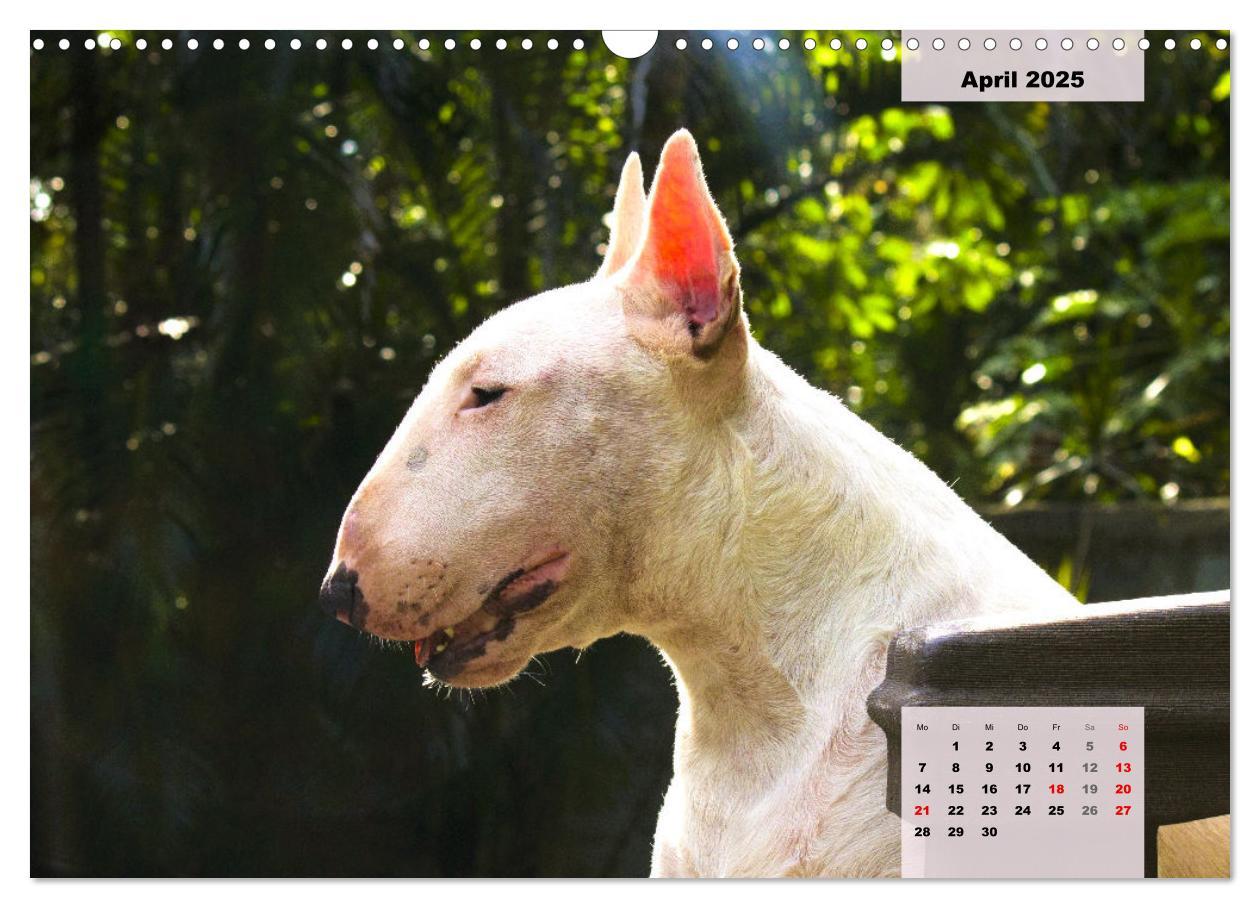 Bild: 9783383947117 | Bullterrier. Freudiges Wesen und Charakter (Wandkalender 2025 DIN...