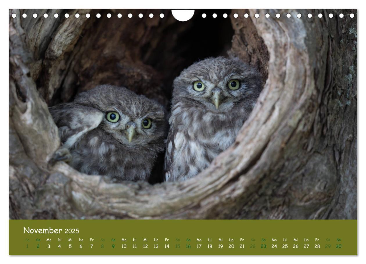 Bild: 9783435300532 | Steinkäuze (Athene noctua) (Wandkalender 2025 DIN A4 quer),...