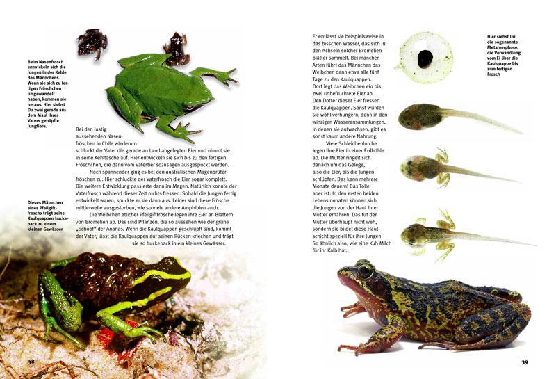Bild: 9783866592162 | Entdecke die Amphibien | Kriton Kunz | Buch | 56 S. | Deutsch | 2012