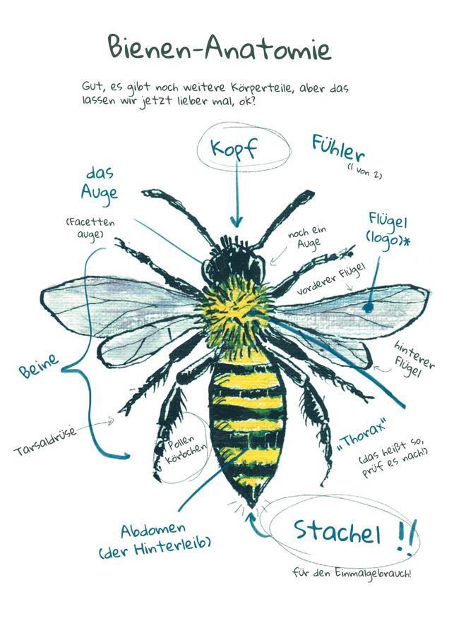 Bild: 9783818622039 | OMG Bees! | Bienen sind cool - und jetzt findest du raus, warum | Buch