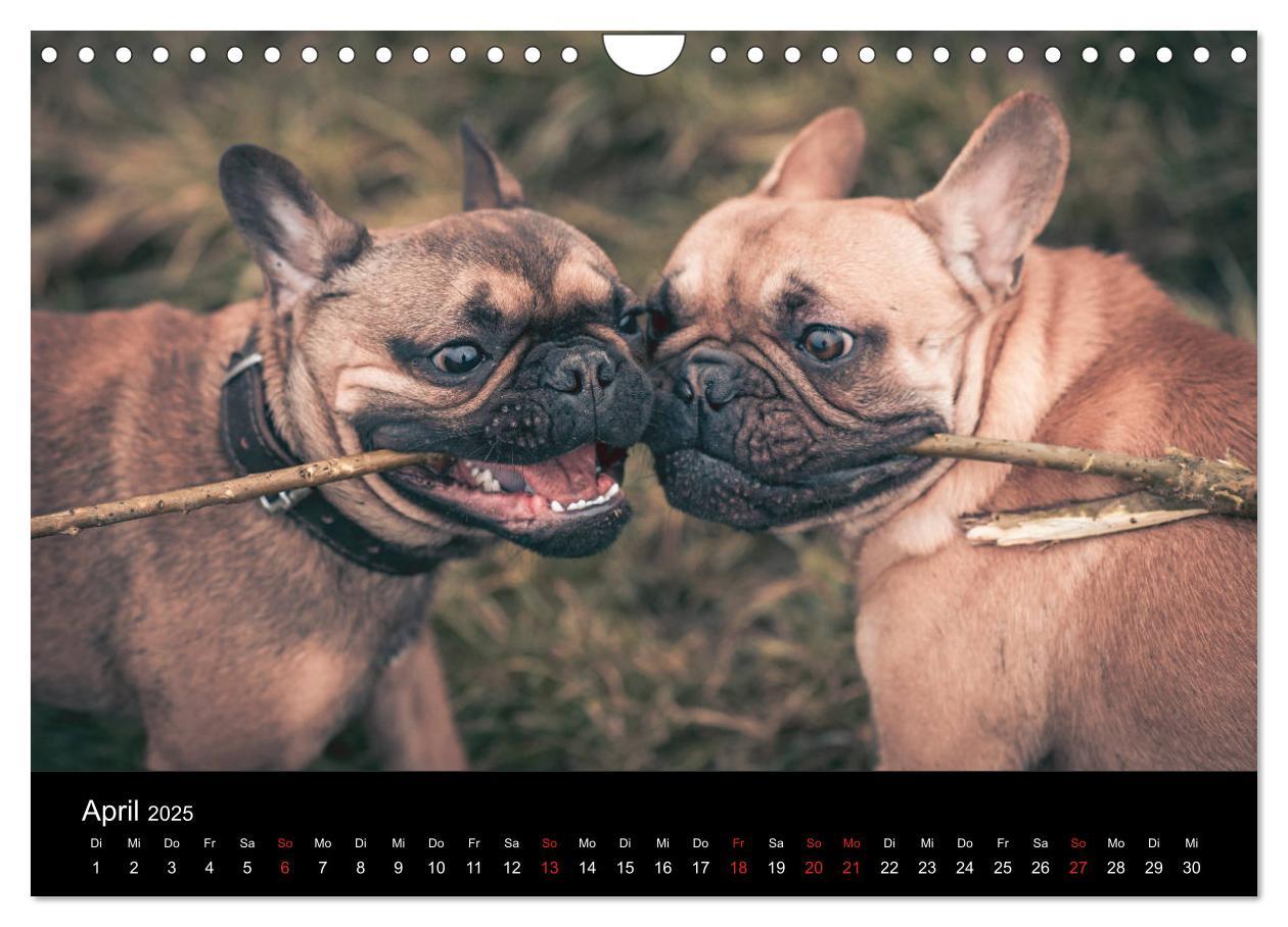 Bild: 9783435302314 | French Bulldog aktiv, verspielt, sportlich (Wandkalender 2025 DIN...