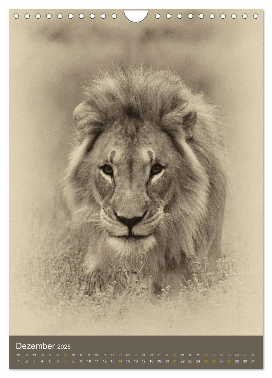 Bild: 9783457013724 | Afrikas Tierwelt - Sepia-Art (Wandkalender 2025 DIN A4 hoch),...