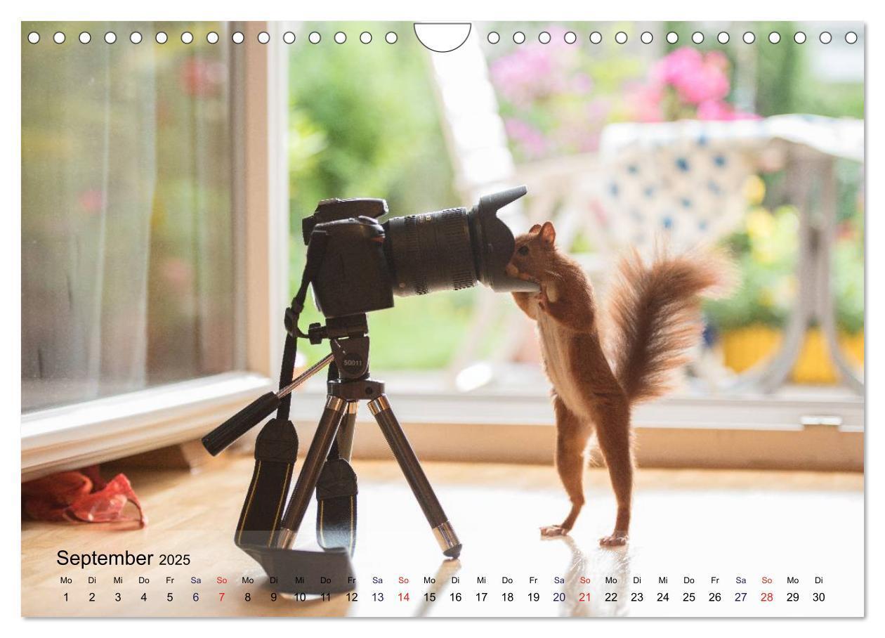 Bild: 9783435587469 | Spaß mit Eichhörnchen! (Wandkalender 2025 DIN A4 quer), CALVENDO...