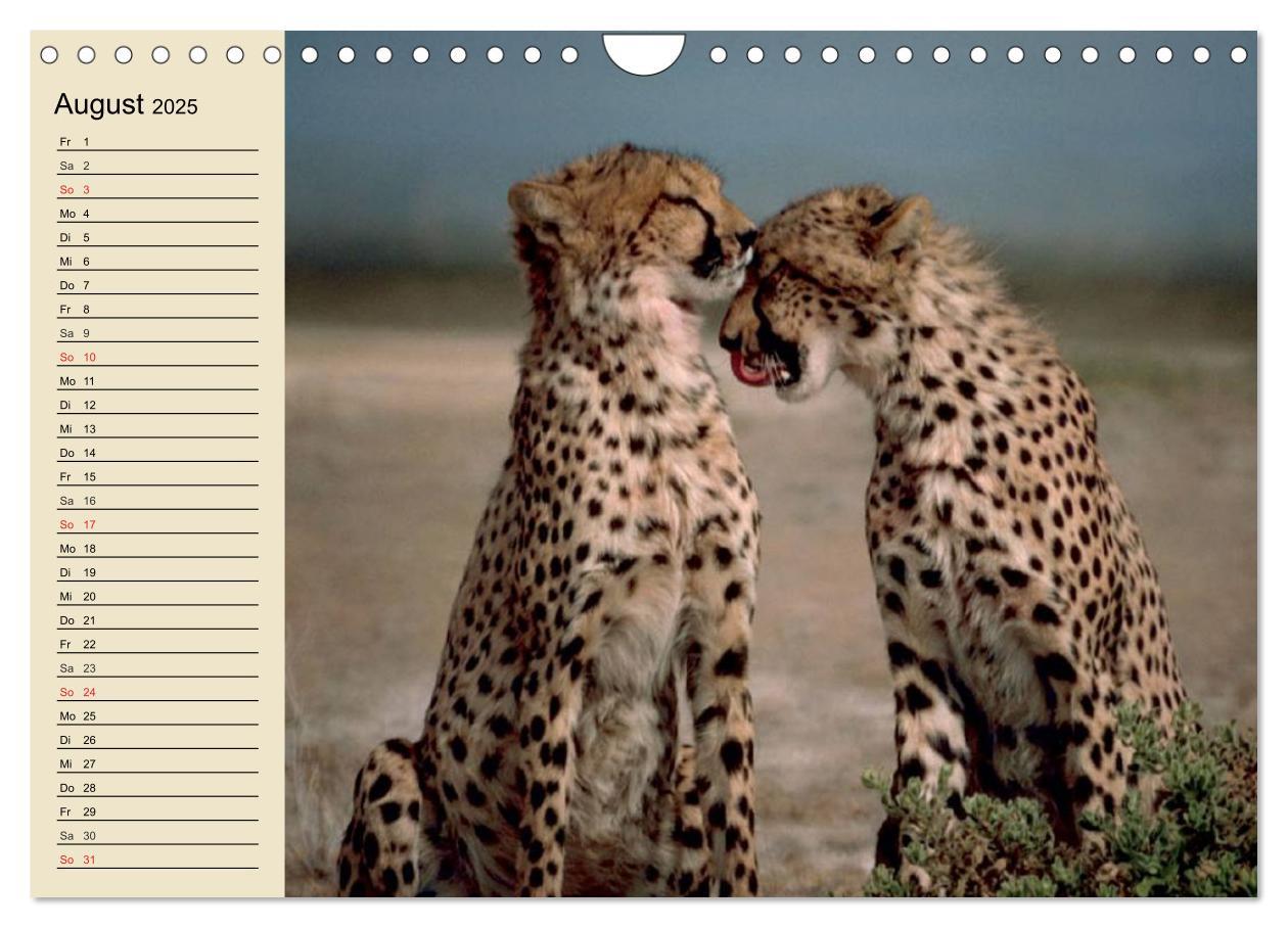 Bild: 9783435725328 | Die Lautlosen. Geparden und Leoparden (Wandkalender 2025 DIN A4...