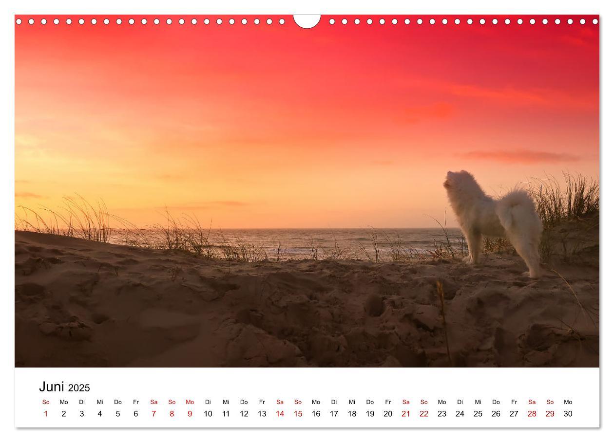 Bild: 9783435016099 | Ein Samojede am Meer (Wandkalender 2025 DIN A3 quer), CALVENDO...