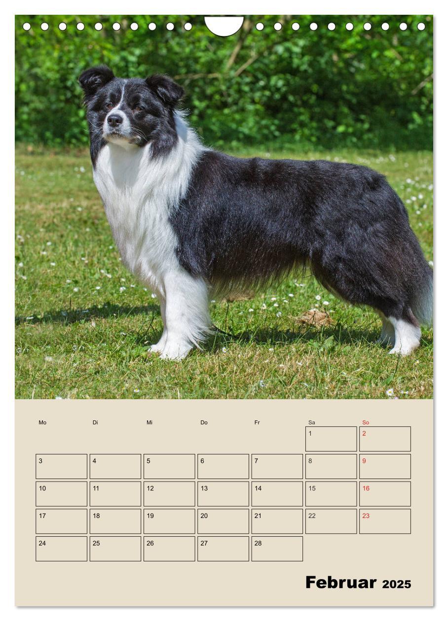 Bild: 9783435959617 | Border Collie - Ein Familienplaner (Wandkalender 2025 DIN A4 hoch),...